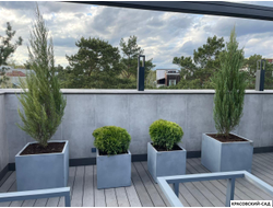 Туя Даника - Danica