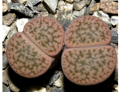 Lithops hookeri v.susannae C091