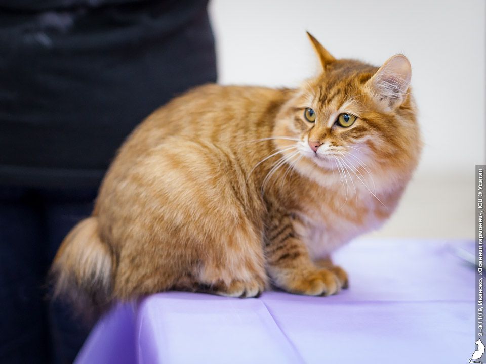 ShawlsCity Gardemarin Divine Arcanum