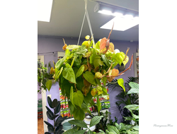 Филодендрон