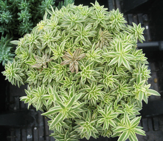 Sedum Silverstar - Sedum Lineare Variegatum, Очиток линейный серебряная звезда, очиток игольчатый, очиток ковровый