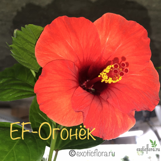 Гибискус EF- Огонёк