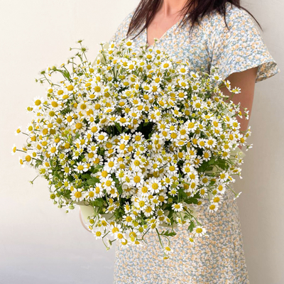 25 кустовых ромашек