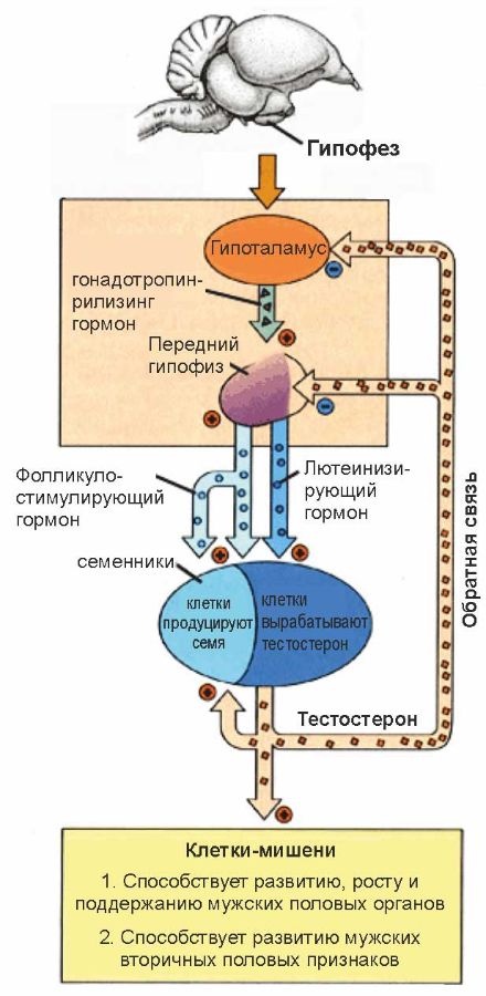 Гормональная схема