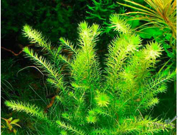 Майяка речная (пучок)