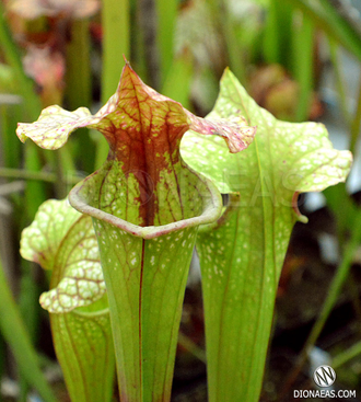 Sarracenia Oreophila x leucophylla