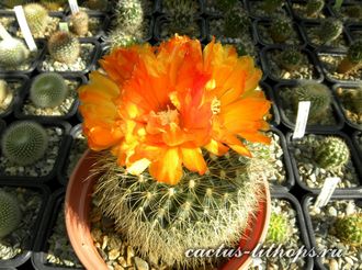 Parodia