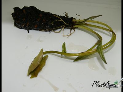 Нимфея Монстр Еллоу