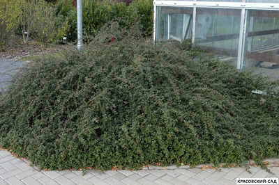 Кизильник Скогхолм - Skogholm