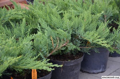 Можжевельник казацкий Там Ноу Блайт - Tam No Blight