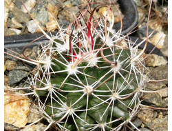 Mammillaria johnstonii v. sancarlensis (D=30мм)