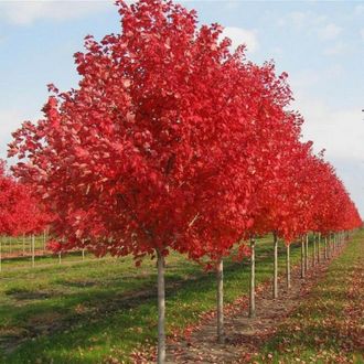 Клен Ред Сансет ( Acer rubrum 'Red Sunset'), С3,60-80