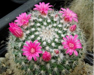 Mammillaria hahniana - 5 семян