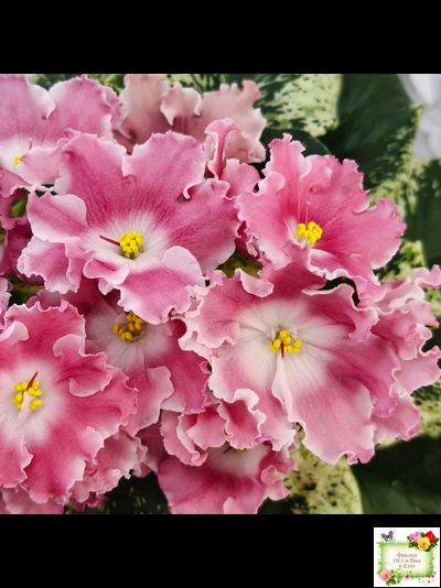 НД-Морковка (Н. Данилова-Суворова) 2021 г. (лист посажен 26.02.26)