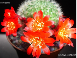 Rebutia senilis (красные цветки) семена