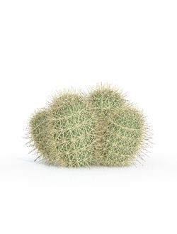 кактусы Эхиноцереус Энгельмана-01