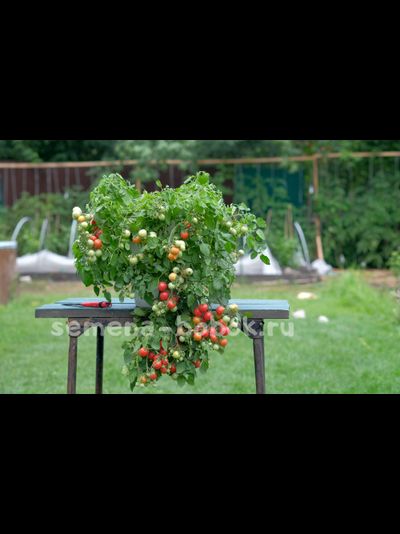 Томат ампельный Garden Pearl (Садовая Жемчужина), 10 шт