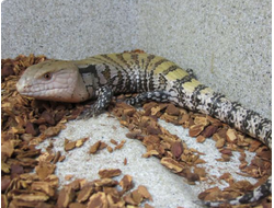 Синеязыкий сцинк гигантский (Tiliqua gigas)
