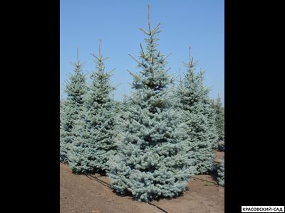 Ель колючая Блю Даймонд