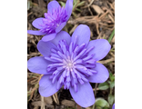 Hepatica transsilvanica