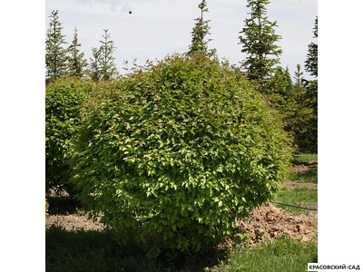 Топиар клён Татарский в форме шара