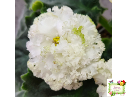 ЕК-Изумрудные Розы (Е.Коршунова) 2018 г.