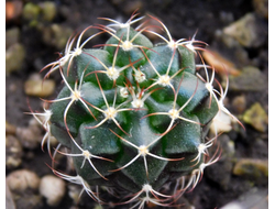 Gymnocalycium bruchii v. niveum VG 536