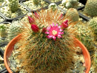 Mammillaria spinosissima `Super Red` - 5 семян