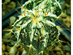 Astrophytum  ornatum  Hannya JAPAN  (D=30 mm)