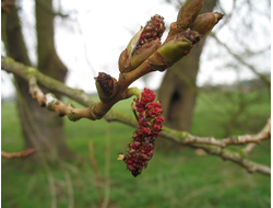 Тополь черный (Populus nigra) Россия, 1гр - 100% натуральное эфирное масло