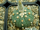 Astrophytum AS Miracle (1033.3)р - 10 семян