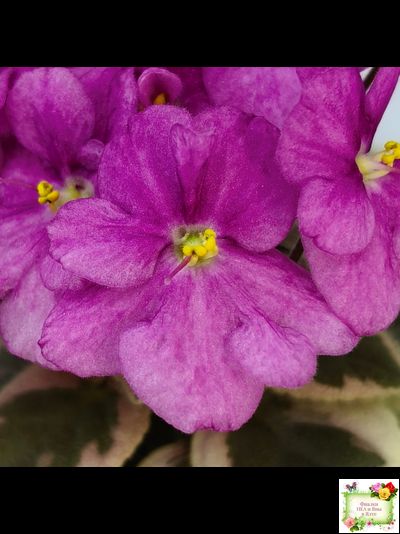 Rob's Lucky Ducky (R.Robinson) листовая химера (стартер сорт)