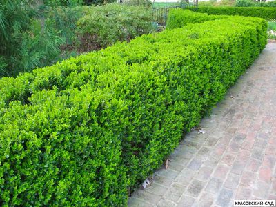 Самшит - Buxus