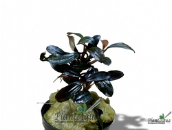 Буцефаландра Discolor (горшок)