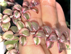Колумнея вариегатная ‘Allenii Morton Variegata’