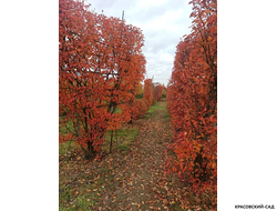 Топиар клён Гиннала в форме шпалеры