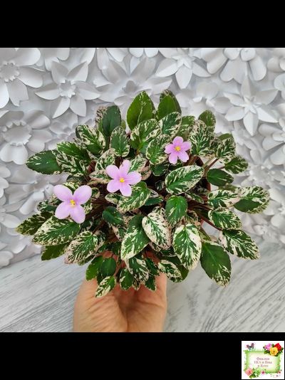 Adeara (P. Tracey) (3975) 06/02/1980 трейлер