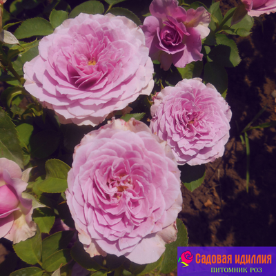 Лавендер айс (Lavender Ice)