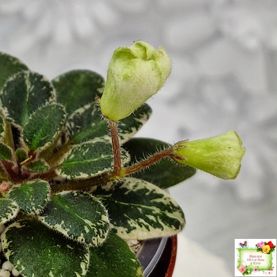 Н-Капелька (Н. Бердникова)