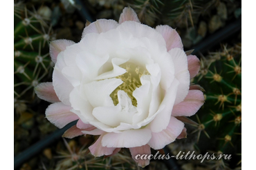 ECHINOPSIS hybrid `ANDROMEDA`