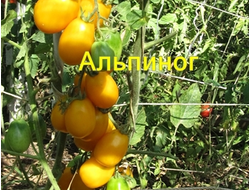 Томат Альпиног