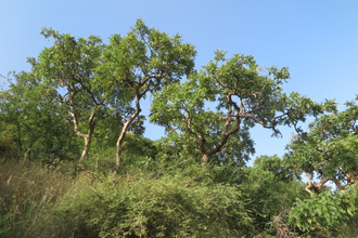 Ладан индийский (Boswellia serrata) 30 мл - 100% натуральное эфирное масло