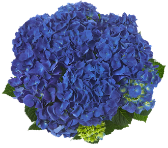 Jip Blue (Джип Блу), Контейнер С-2