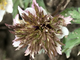 Anemone nemorosa Explosion