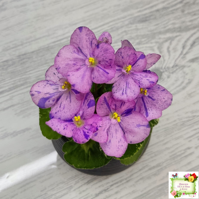 Shirl's Pip Squeak (S.Sanders) 10/14/2005 (пестролистный гёрл)