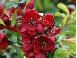 Айва великолепная Nicoline, C10