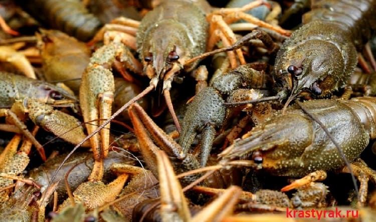 Живые Волжские раки