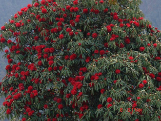 Рододендрон древесный (Rhododendron anthopogon), цветки (10 мл) - 100% натуральное эфирное масло