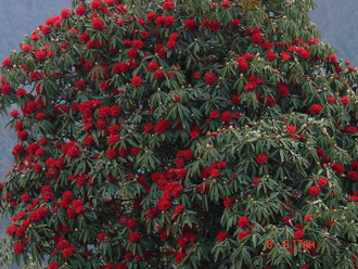 Рододендрон древесный (Rhododendron anthopogon), цветки, 10 г - 100% натуральное эфирное масло