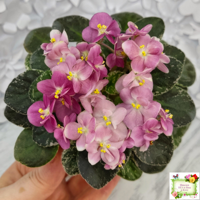 ML-Мама Ирочка (Miniviolets Lux) 2023 г.